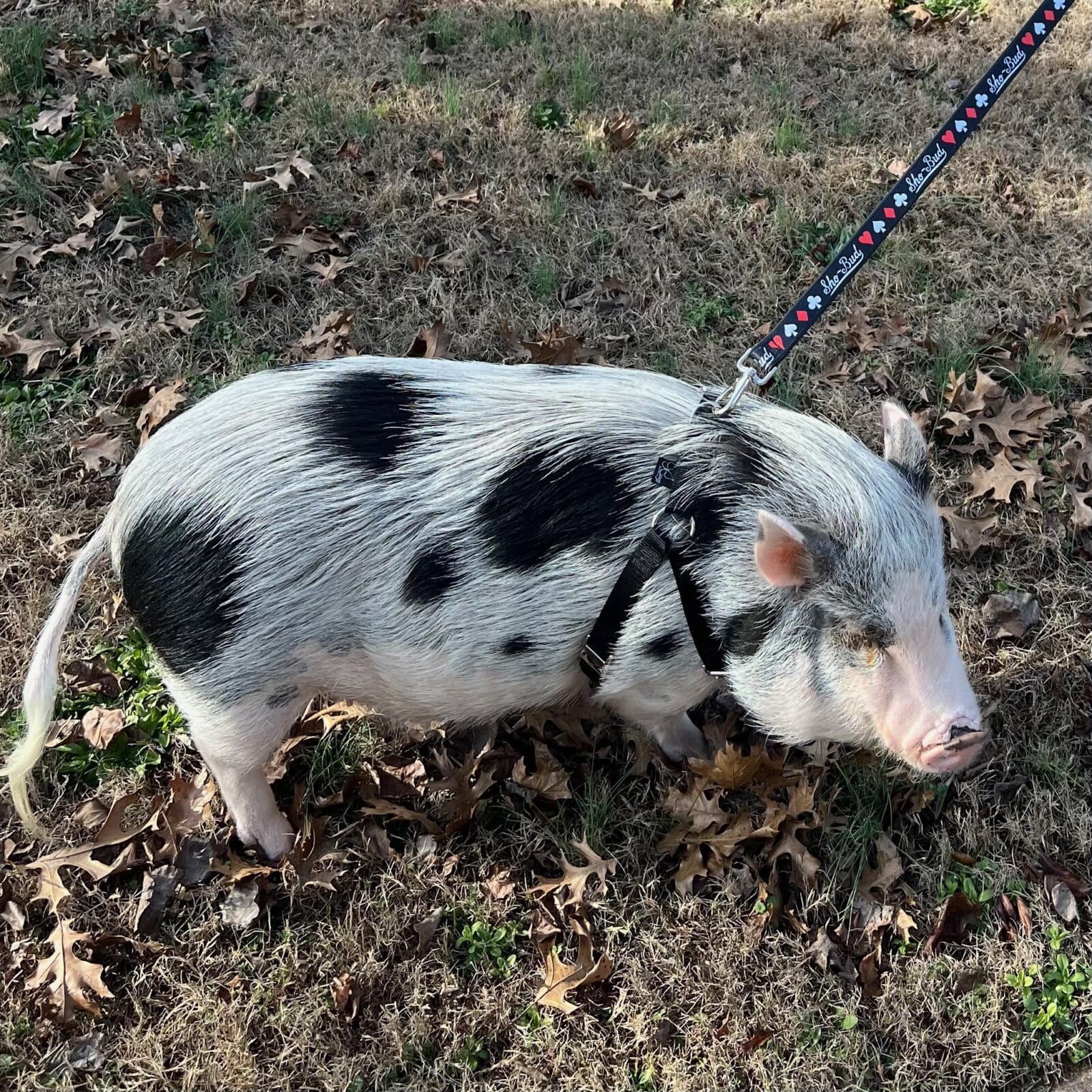 Sho-Bud Dog Leash - Image 2